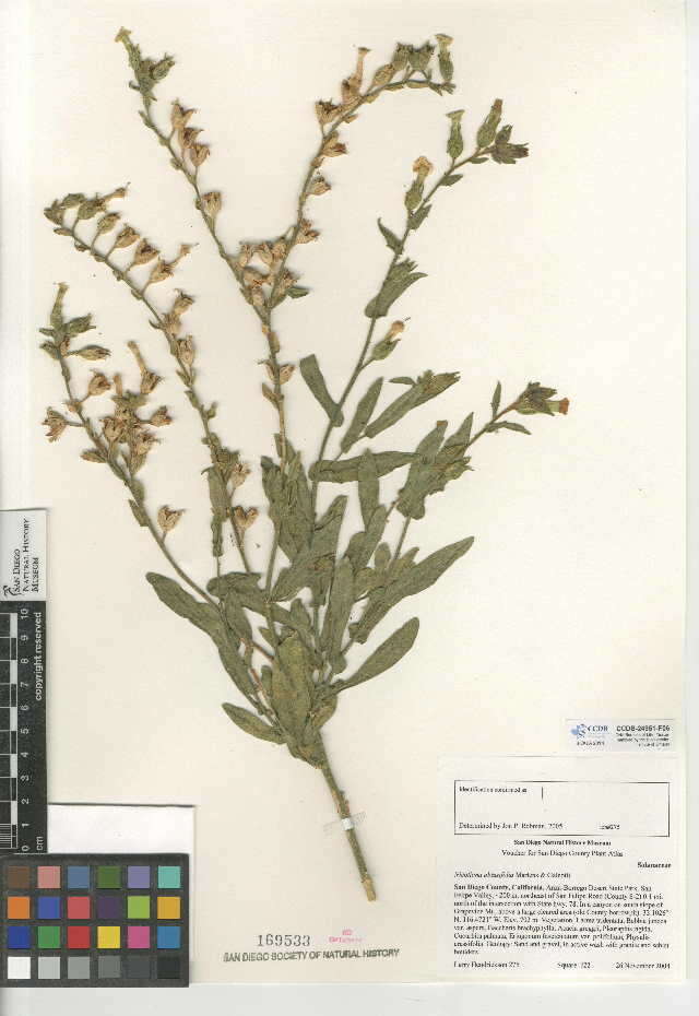 Image of Nicotiana obtusifolia