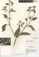 Image of forked nightshade