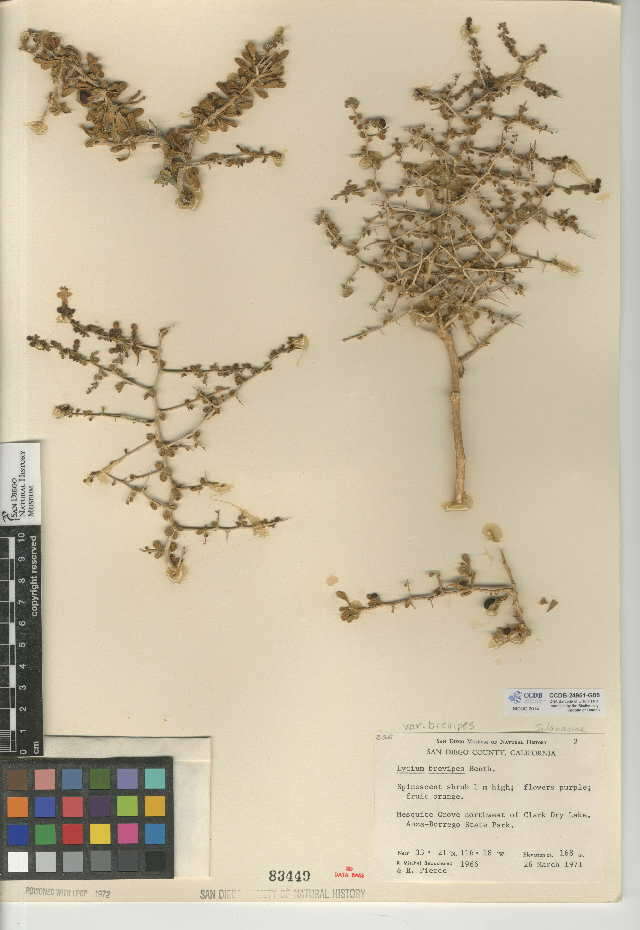 Image of Lycium brevipes var. brevipes