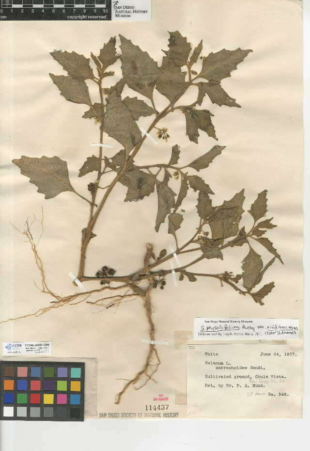 Imagem de Solanum physalifolium var. nitidibaccatum (Bitter) J. M. Edmonds