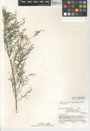 Image of smallflower tamarisk