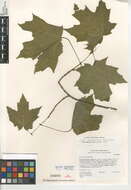 Image of sugar maple