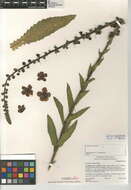 Sivun Verbascum virgatum Stokes kuva