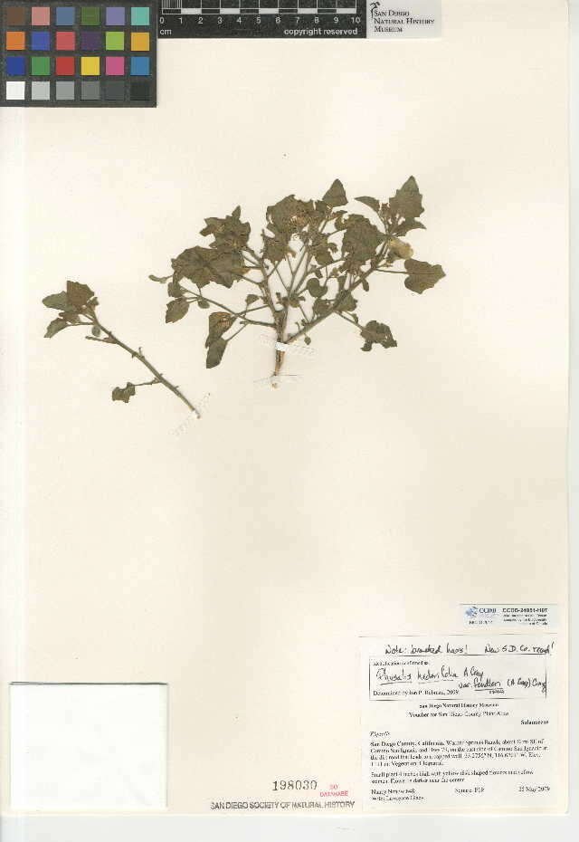 Physalis hederifolia var. fendleri (A. Gray) A. Cronquist的圖片