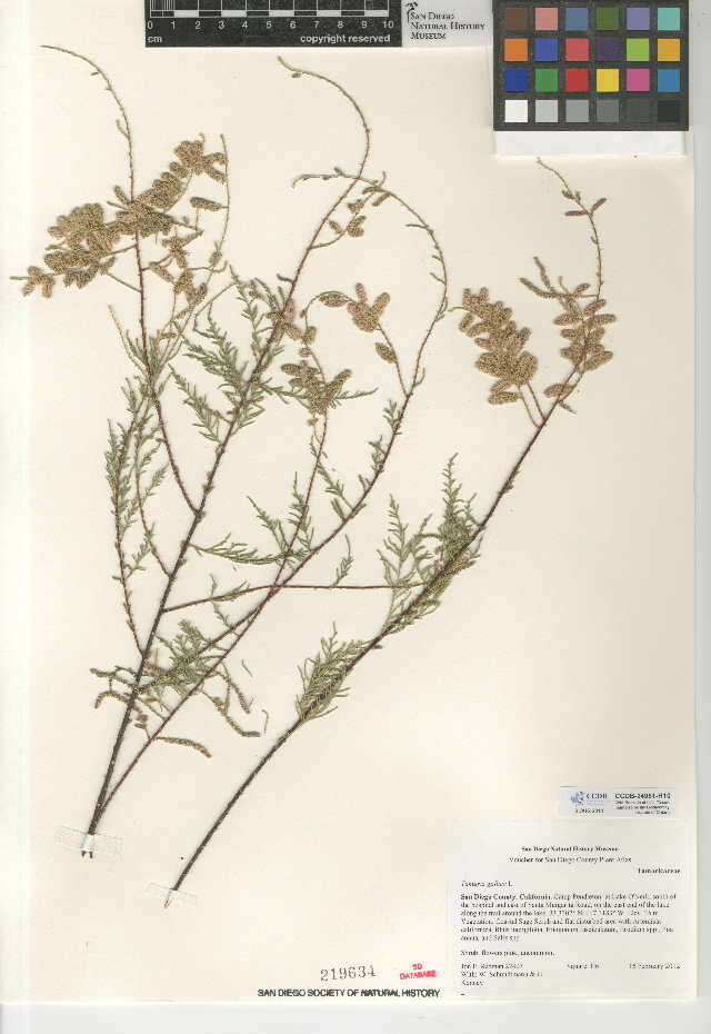 Image of Tamarisk