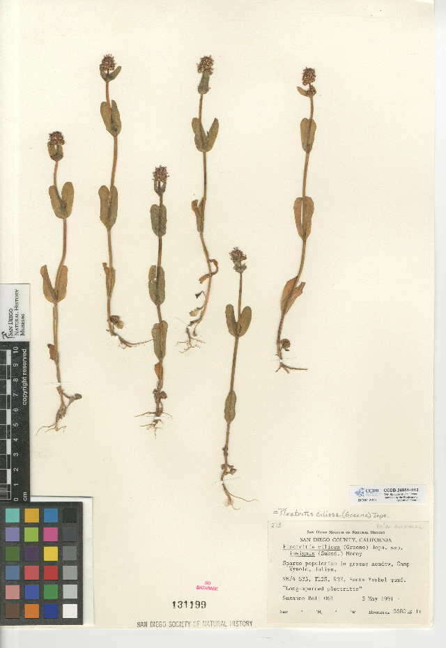 Plancia ëd Valeriana ciliosa (Greene) Byng & Christenh.