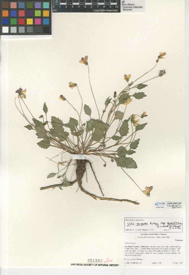 Image of goosefoot violet