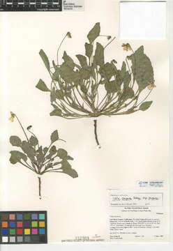 Image of Viola purpurea subsp. purpurea