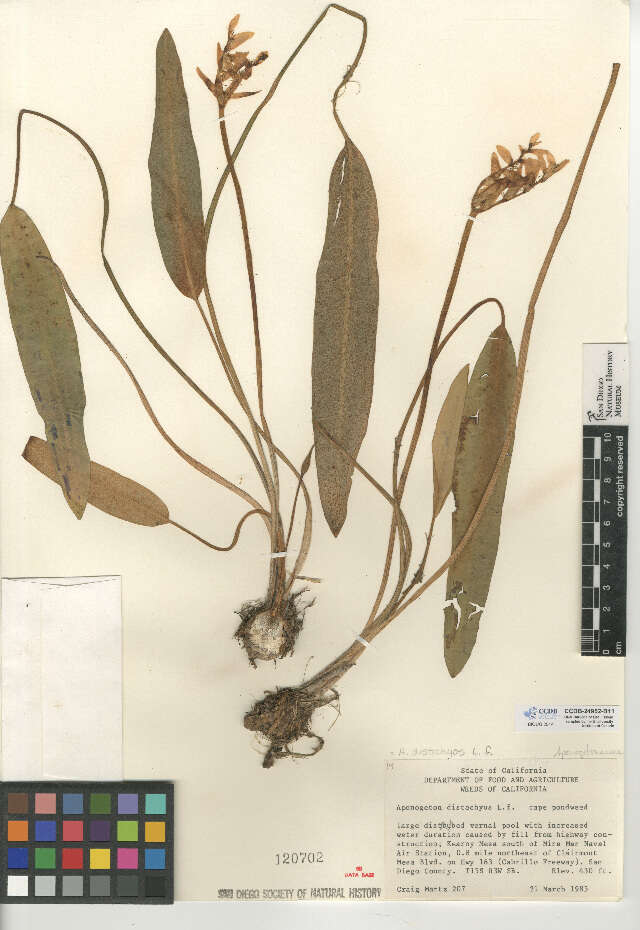 Image of Cape pondweed