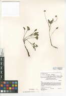 Image de Viola purpurea var. mohavensis (Baker & Clausen) J. T. Howell
