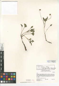 Image of goosefoot violet