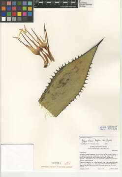 Image of Agave shawii subsp. shawii