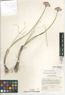 Image of Allium marvinii
