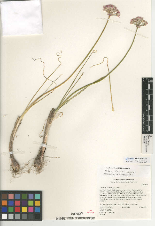 Image of Allium marvinii