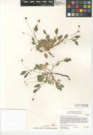 Image of Viola pinetorum subsp. pinetorum