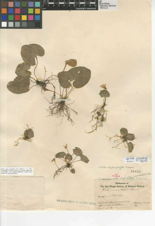 Слика од Viola nephrophylla Greene