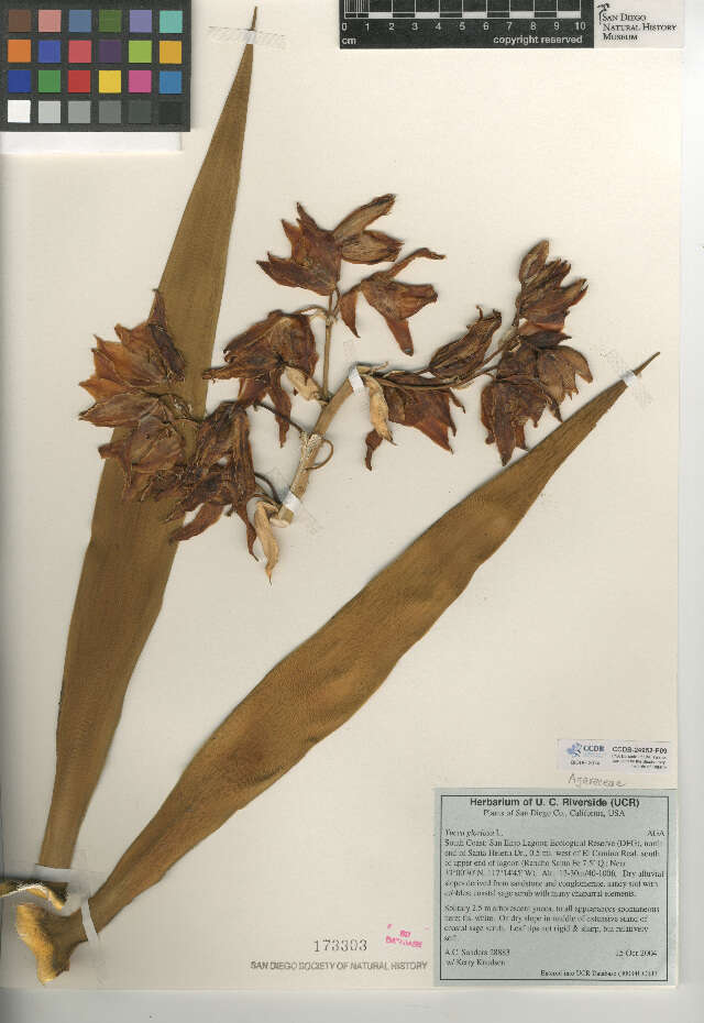 Image of moundlily yucca