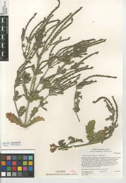 Image of Verbena lasiostachys var. scabrida