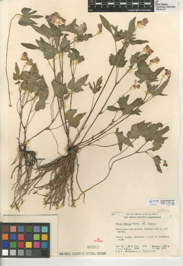 Image of Viola lobata subsp. lobata