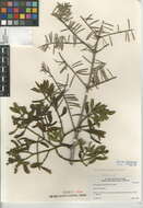 Image of Bollean mistletoe