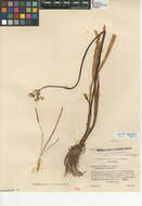 Image of slender false garlic