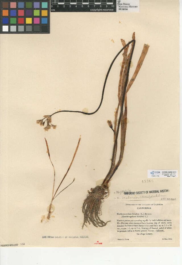 Image of slender false garlic