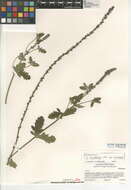 Image of Verbena lasiostachys var. lasiostachys