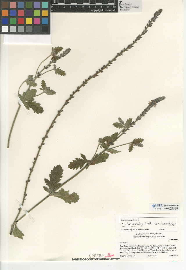 Image of Verbena lasiostachys var. lasiostachys