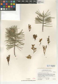 Image of sugar pine dwarf mistletoe