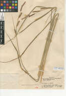 Image of Schott's Sedge