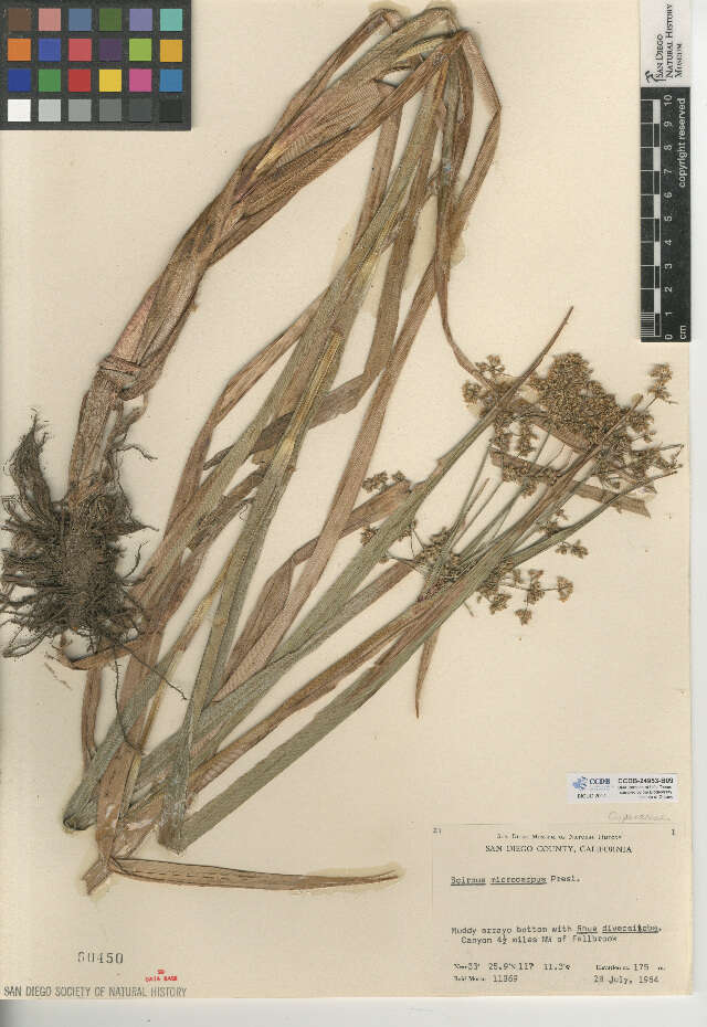 Image of panicled bulrush