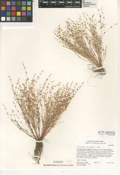 Imagem de Juncus bufonius var. occidentalis F. J. Herm.