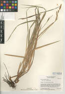Image of Yosemite sedge