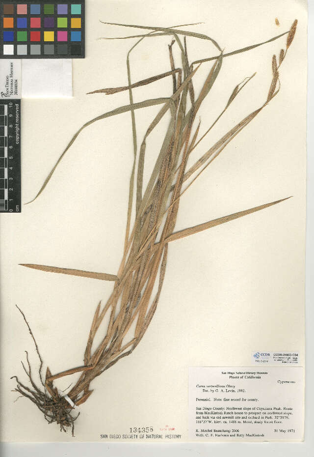 Image of Yosemite sedge