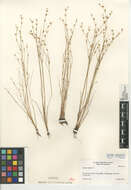 Imagem de Juncus bufonius var. bufonius