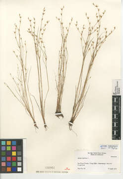 Image of Juncus bufonius var. bufonius