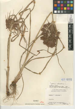 Image of fragrant flatsedge