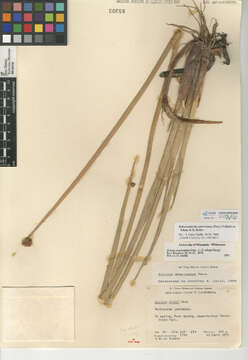 Image of American bulrush