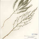 Image of <i>Asparagus <i>officinalis</i></i> subsp. officinalis