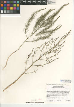 Image of <i>Asparagus <i>officinalis</i></i> subsp. officinalis
