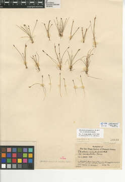 Eleocharis acicularis var. acicularis的圖片