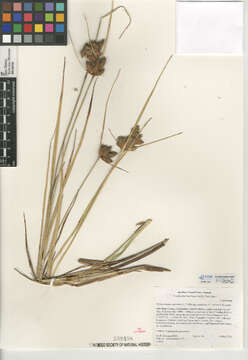 Image of cosmopolitan bulrush