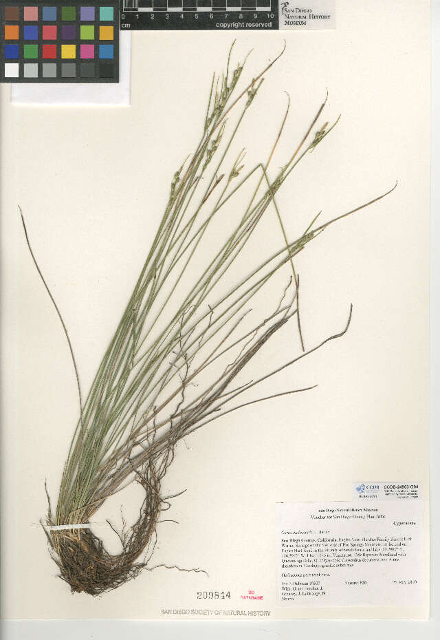 Image of manystem sedge