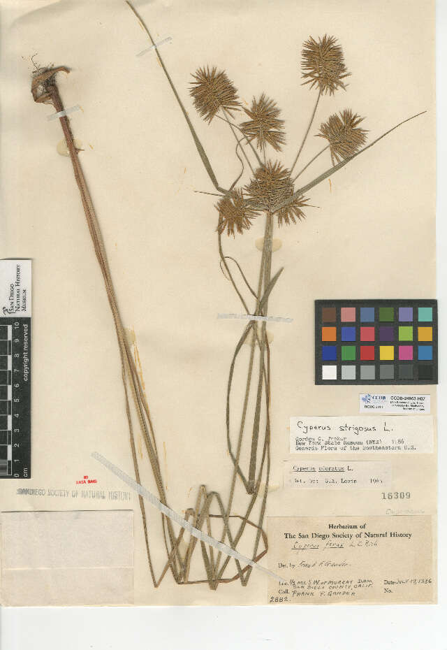 صورة Juncus balticus subsp. mexicanus (Willd. ex Schult. & Schult. fil.) Snogerup