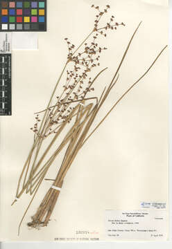 Juncus dubius Engelm. resmi