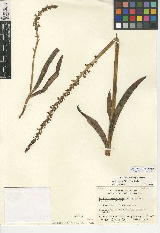 Plancia ëd Platanthera cooperi (S. Watson) R. M. Bateman