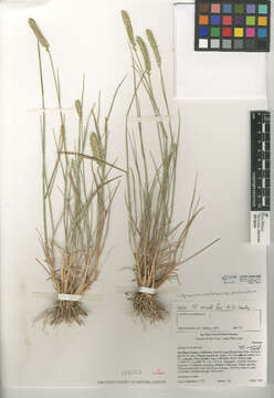 Image of Agropyron cristatum subsp. pectinatum