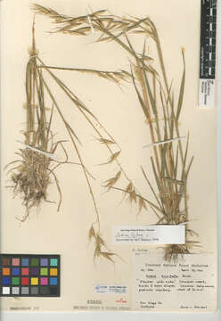 Image of wild oat