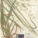 Image of <i>Bromus <i>orcuttianus</i></i> subsp. orcuttianus