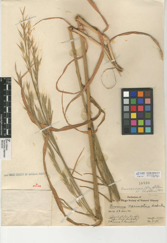 Image of Arizona brome